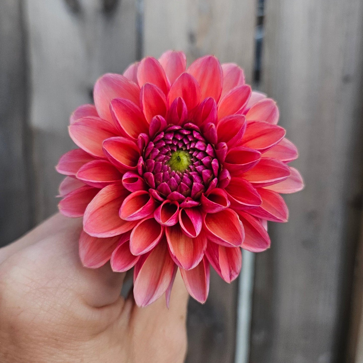 Daisy Duke - Freese Flower Farm