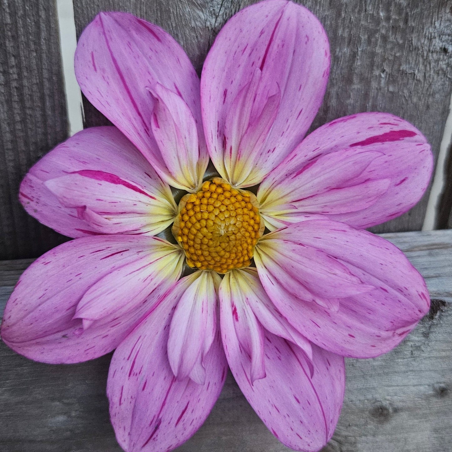 BQ Fruity Drink - Freese Flower Farm