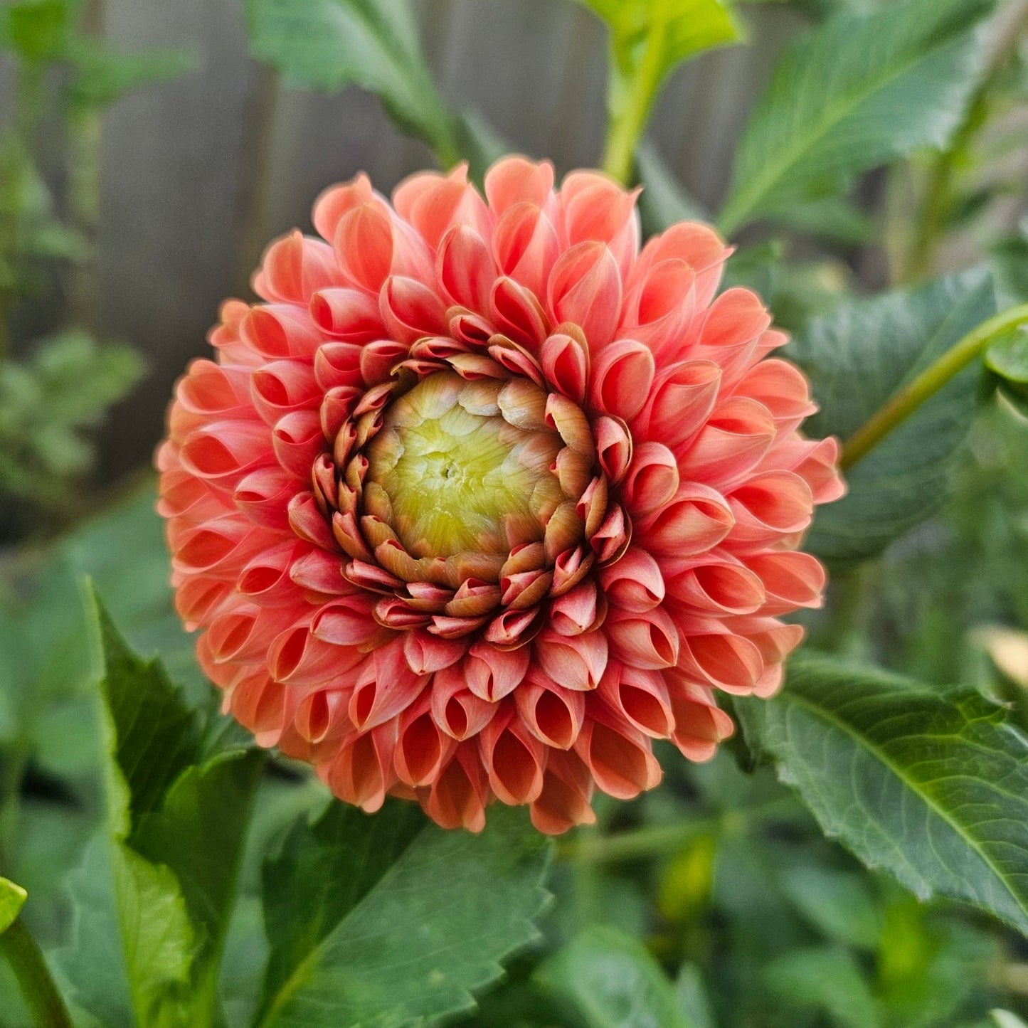 Cornel Bronze - Freese Flower Farm