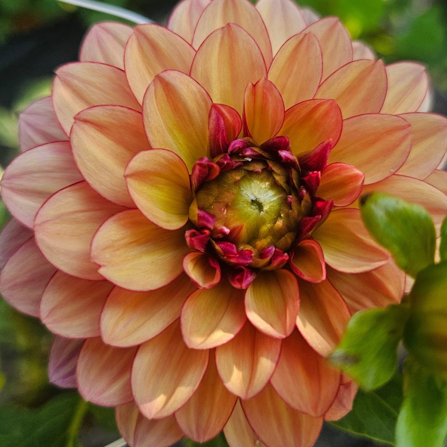 Creme De Cognac - Freese Flower Farm