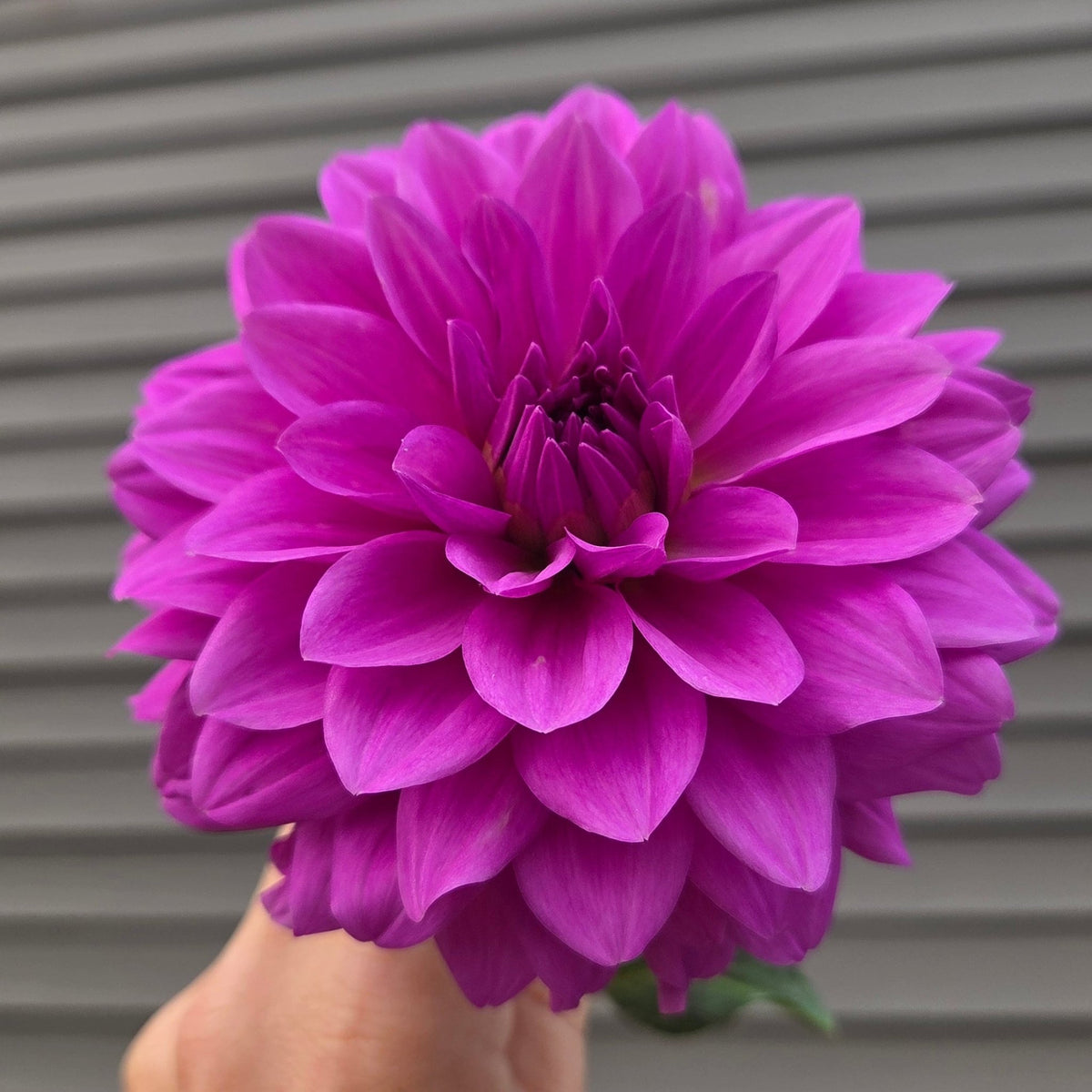 Blue Lagoon - Freese Flower Farm