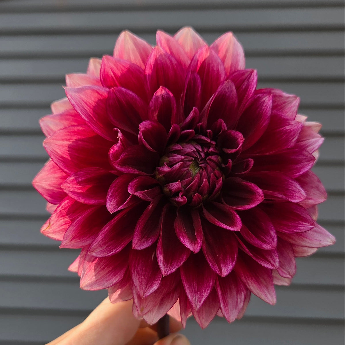 BQ York - Freese Flower Farm