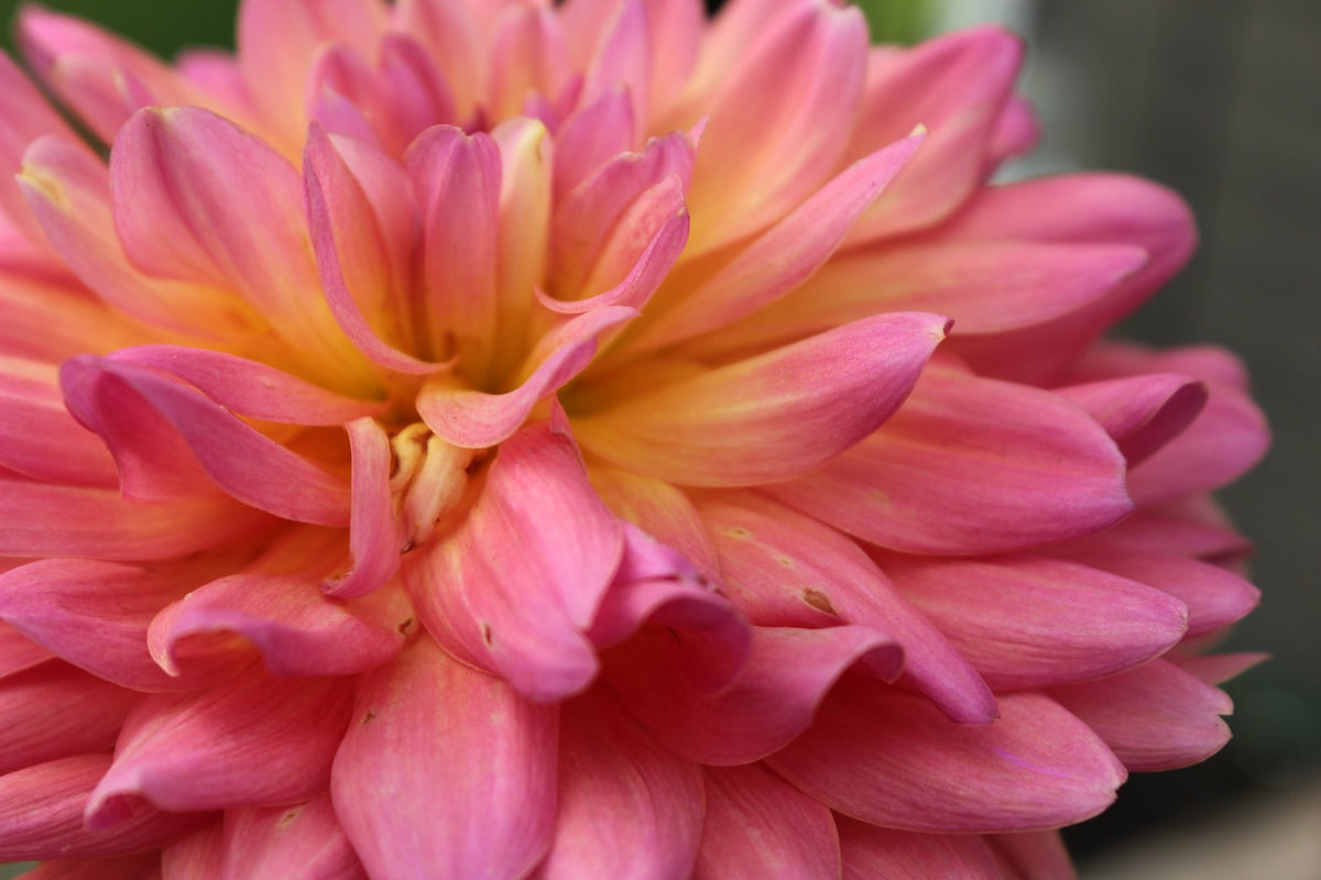 Annie Bananie - Freese Flower Farm