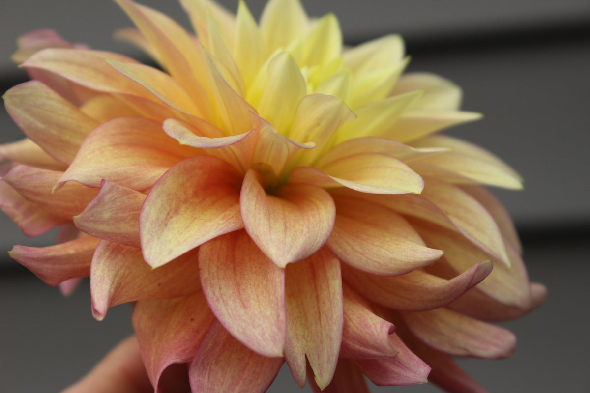 BQ Vigor - Freese Flower Farm