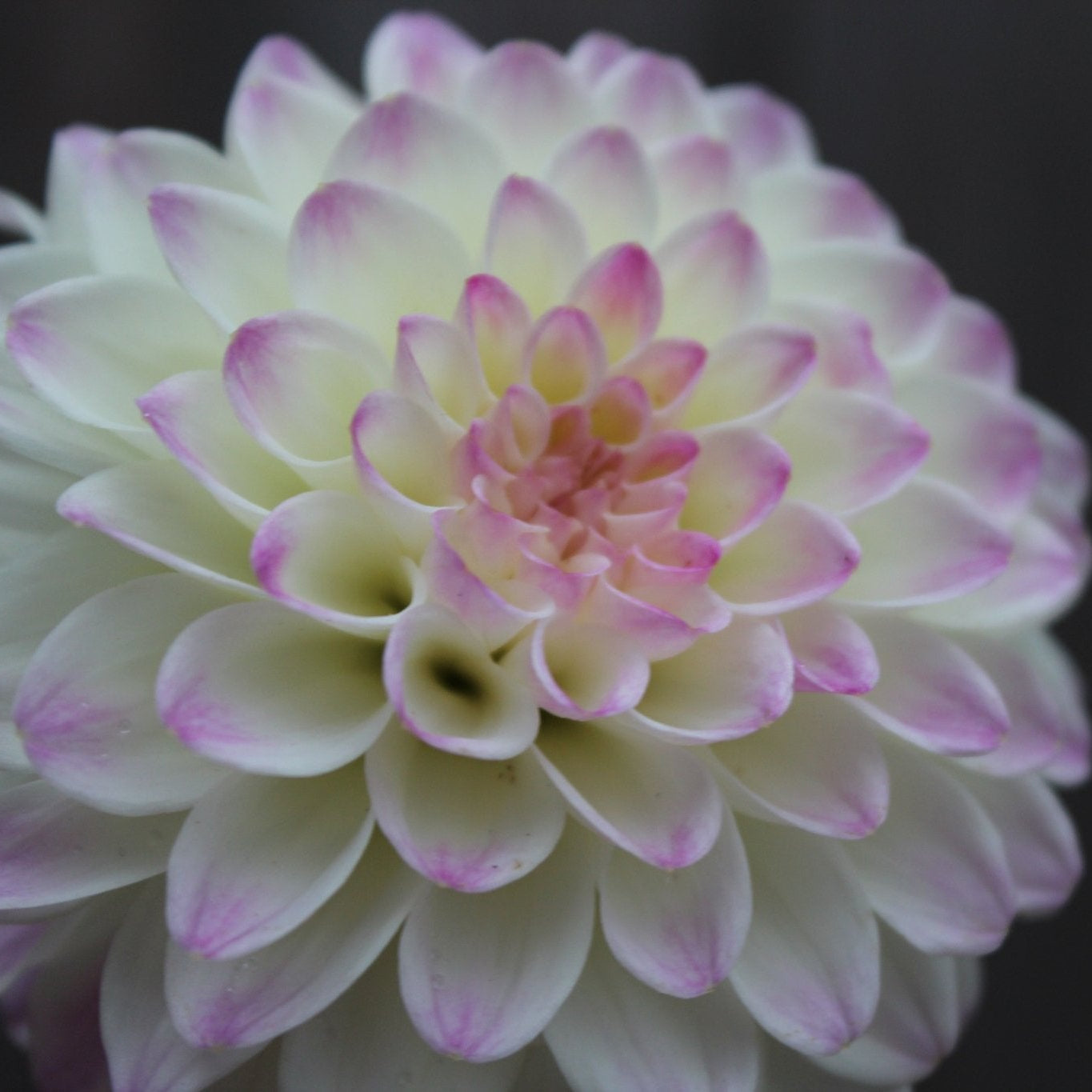 Formby Art - Freese Flower Farm