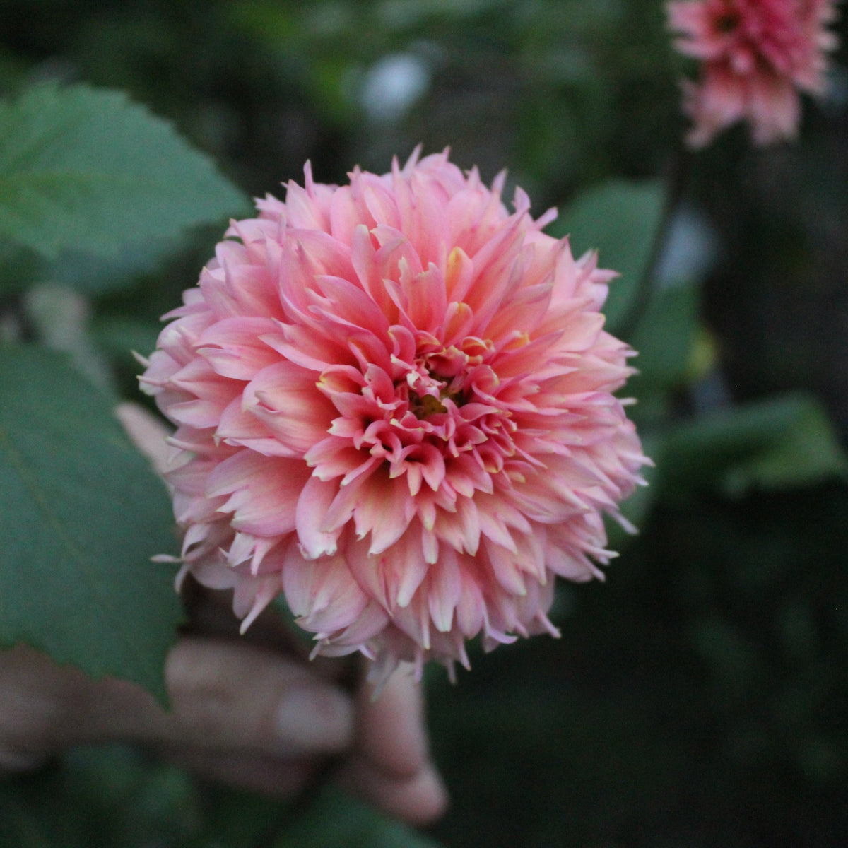 Lee's Strawberry Fizz - Freese Flower Farm