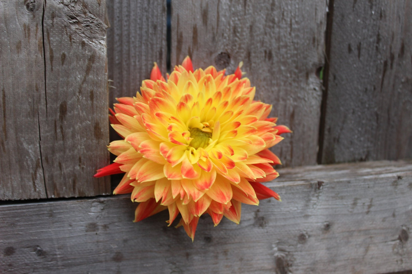 Procyon - Freese Flower Farm