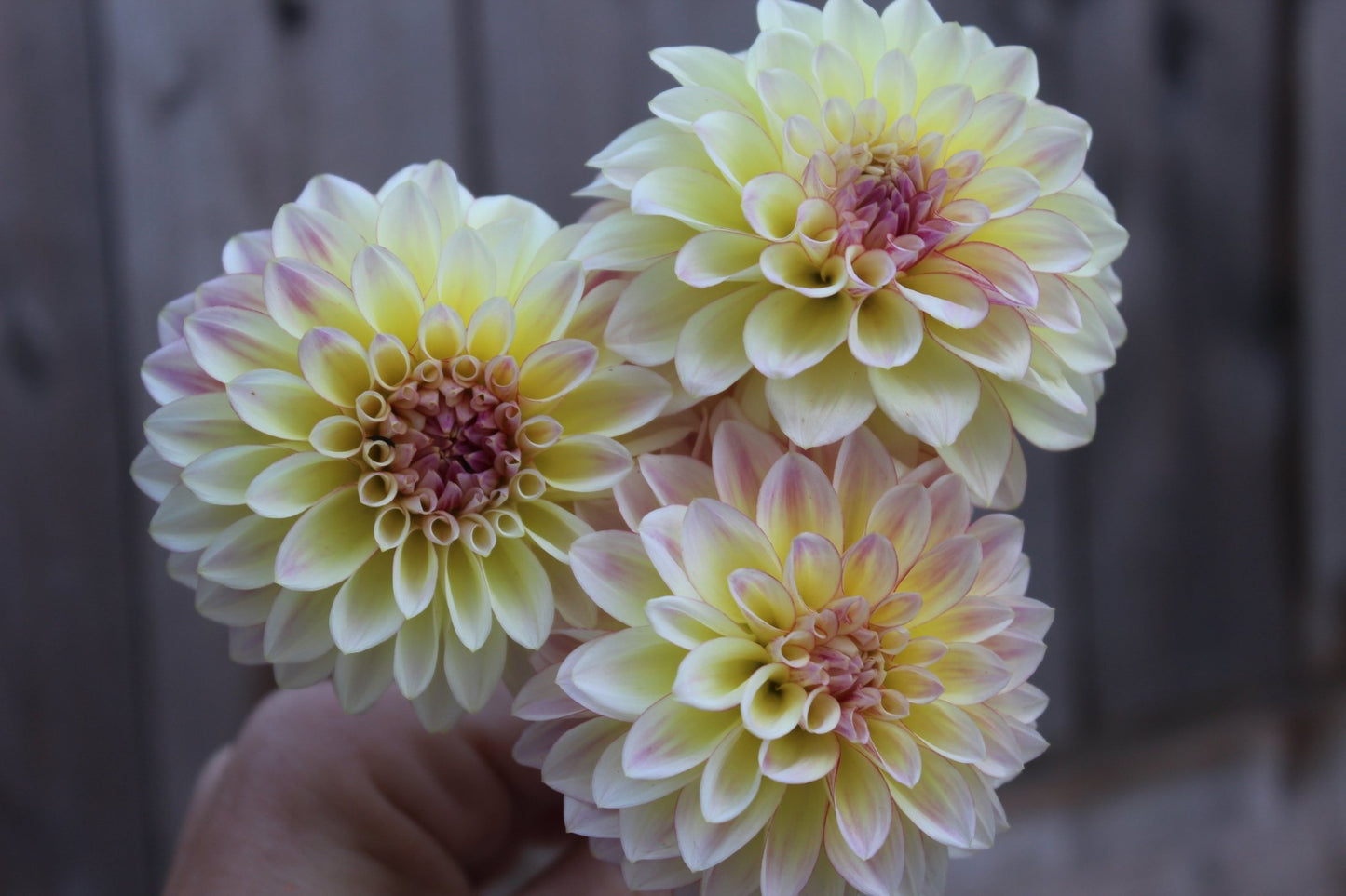 Alpen Sundown - Freese Flower Farm