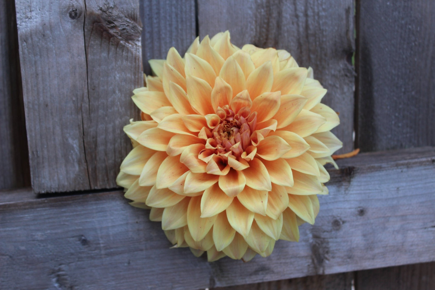 Steve Meggos - Freese Flower Farm