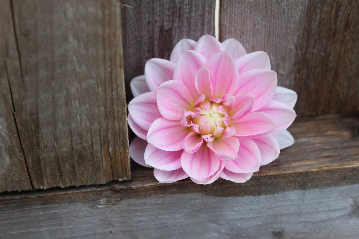 Bonesta - Freese Flower Farm