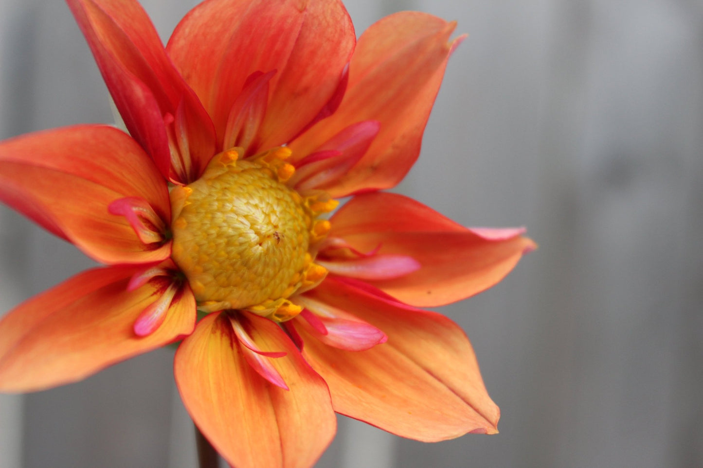 Lil' Wyatt - Freese Flower Farm