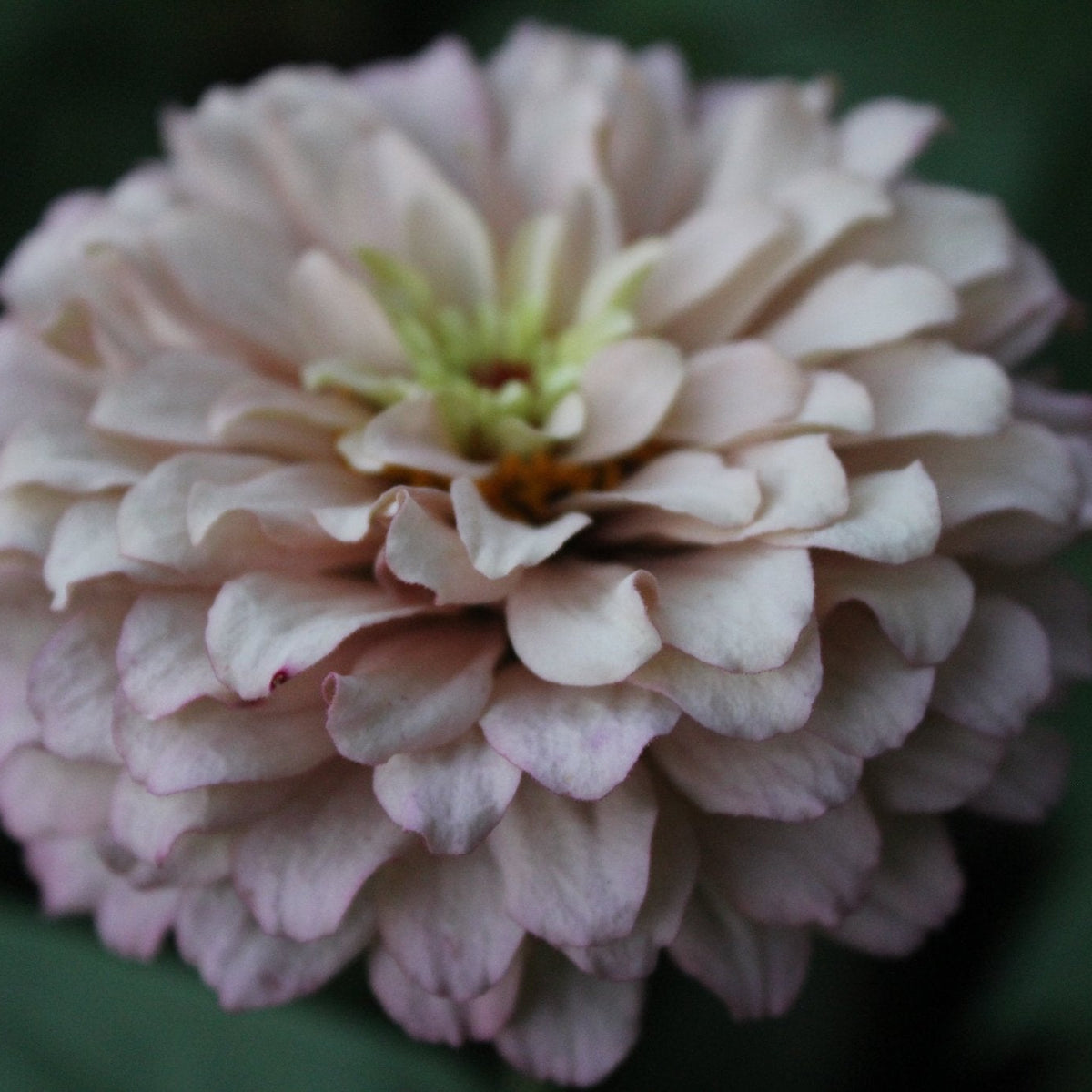 Zinnias, Pastel Blend - Freese Flower Farm
