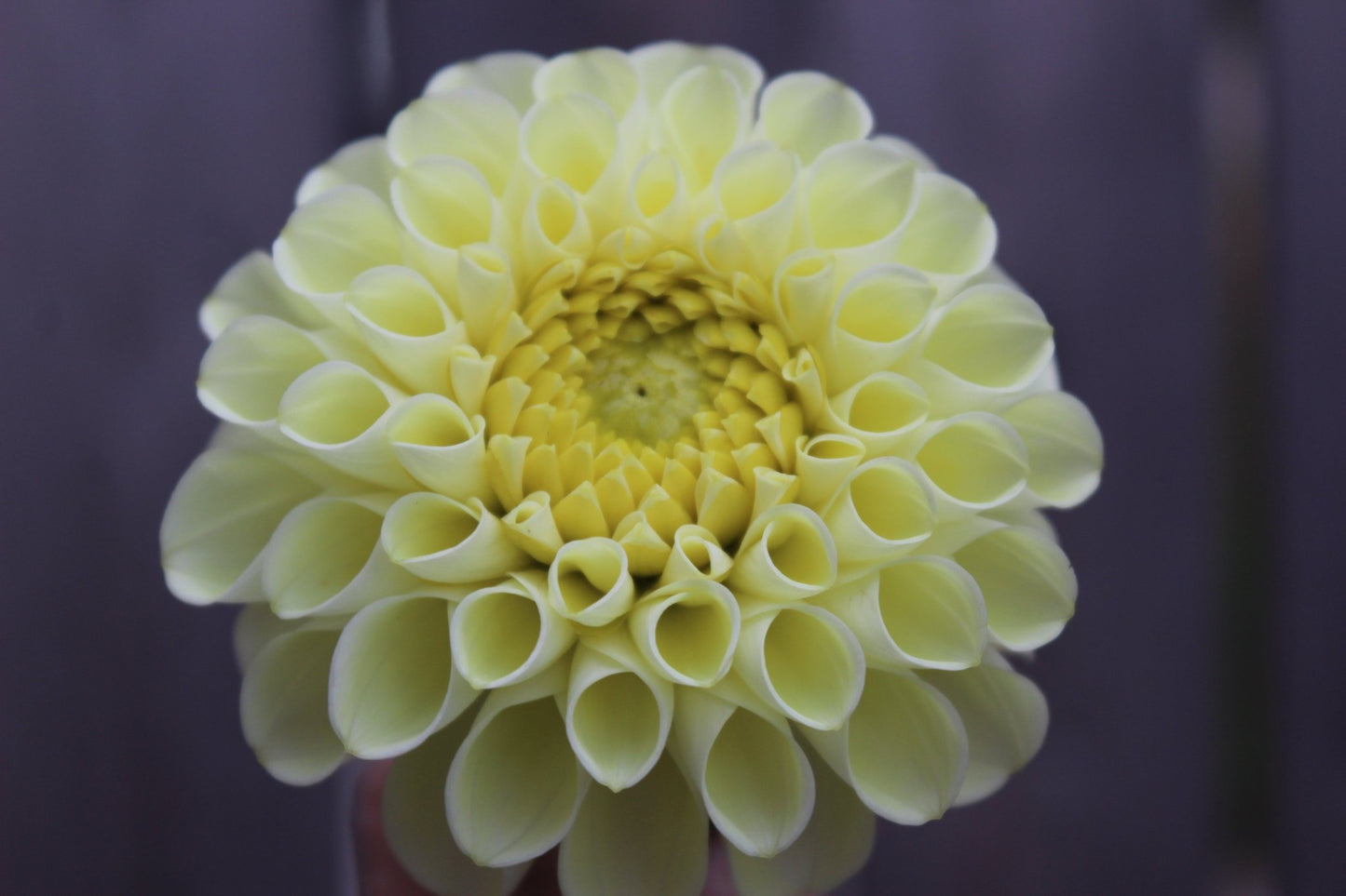 MM Buttercream - Freese Flower Farm