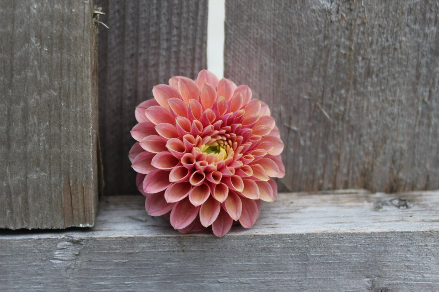 Levi's Sunfire - Freese Flower Farm