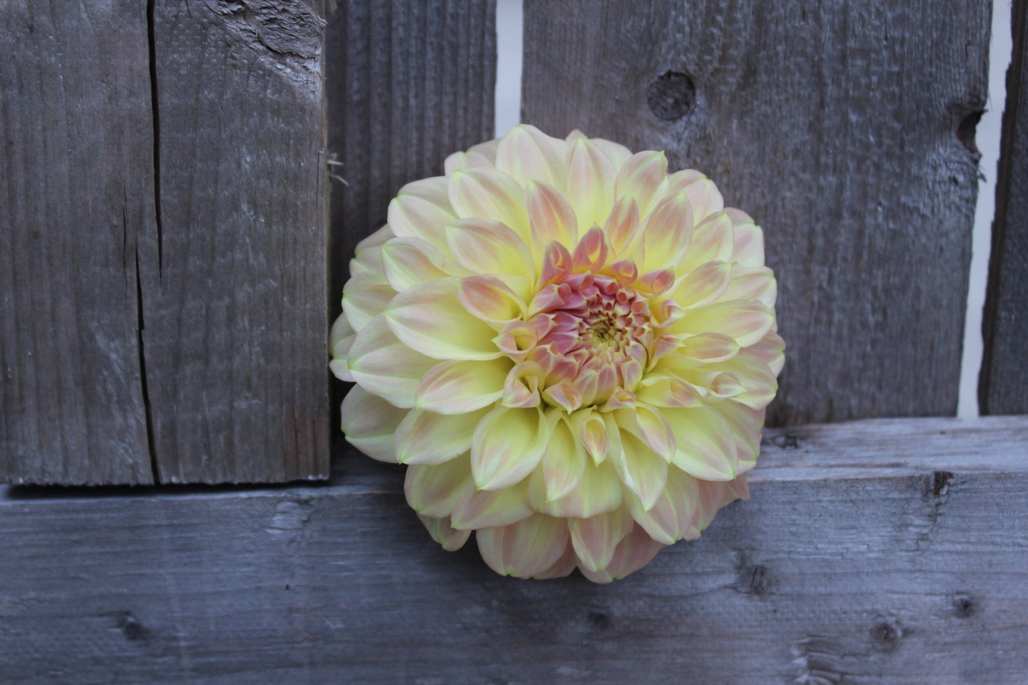 Coorabell Astrid - Freese Flower Farm