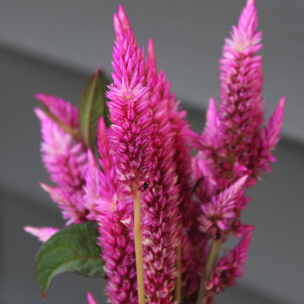 Celosia, Raspberry Lemonade - Freese Flower Farm