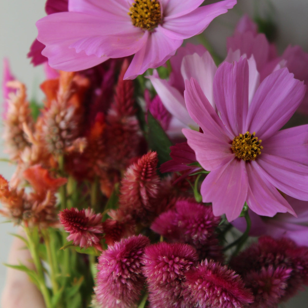 Cut-flower Garden Mix - Freese Flower Farm