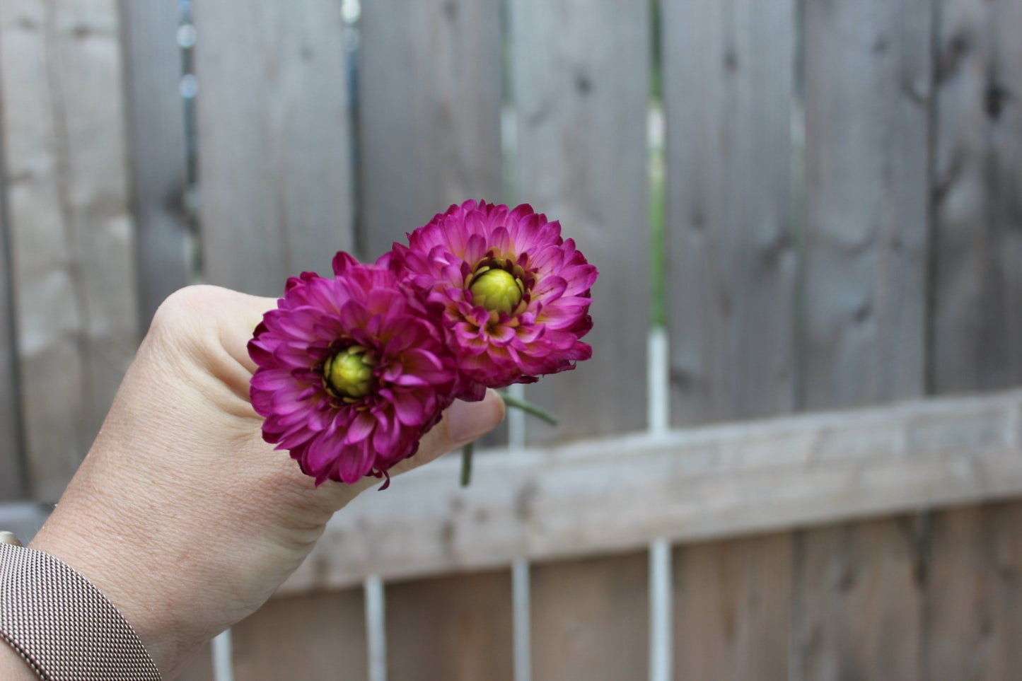 Romantique - Freese Flower Farm