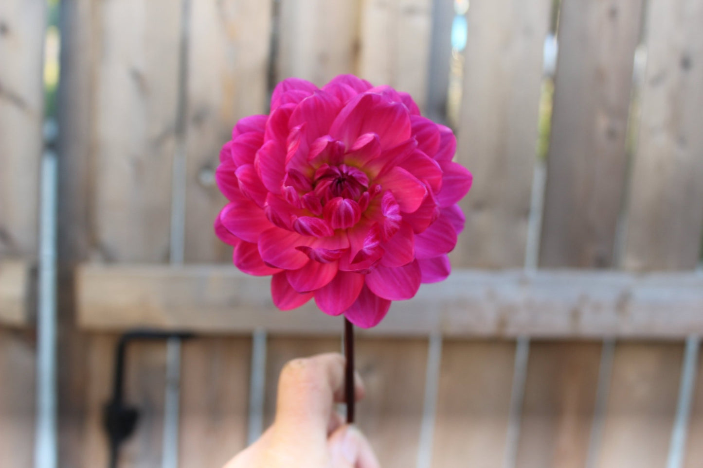 Holly Hill Lillian - Freese Flower Farm