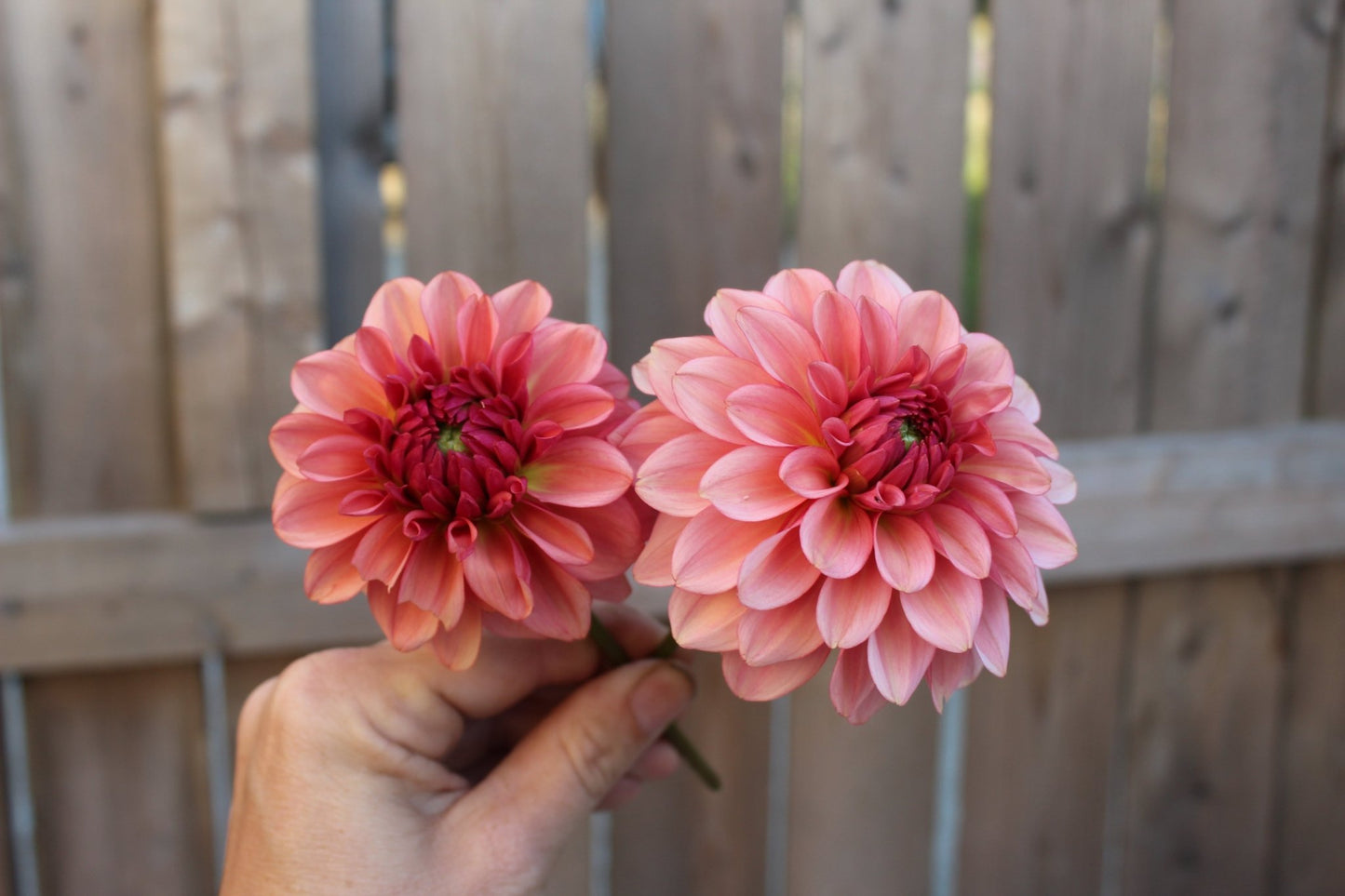 Levi's Dreamwalk - Freese Flower Farm