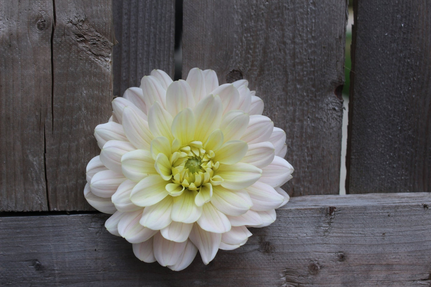 Diana's Memory - Freese Flower Farm