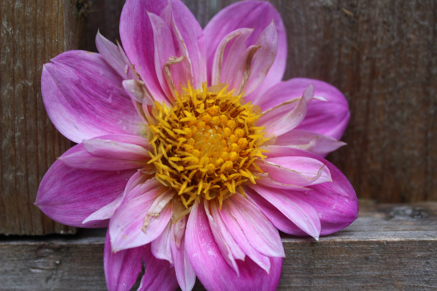 BQ Arise - Freese Flower Farm