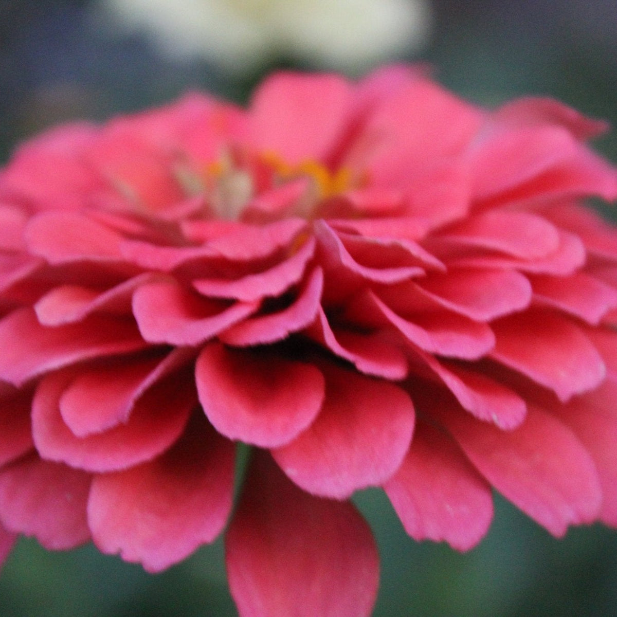 Zinnias, Giant Salmon - Freese Flower Farm
