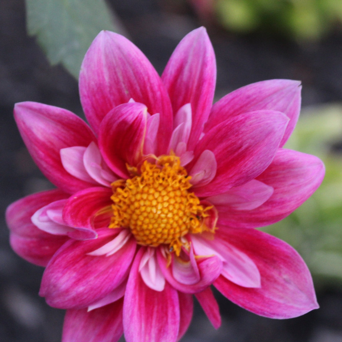 Dahlia seeds, Edith Jones - Freese Flower Farm