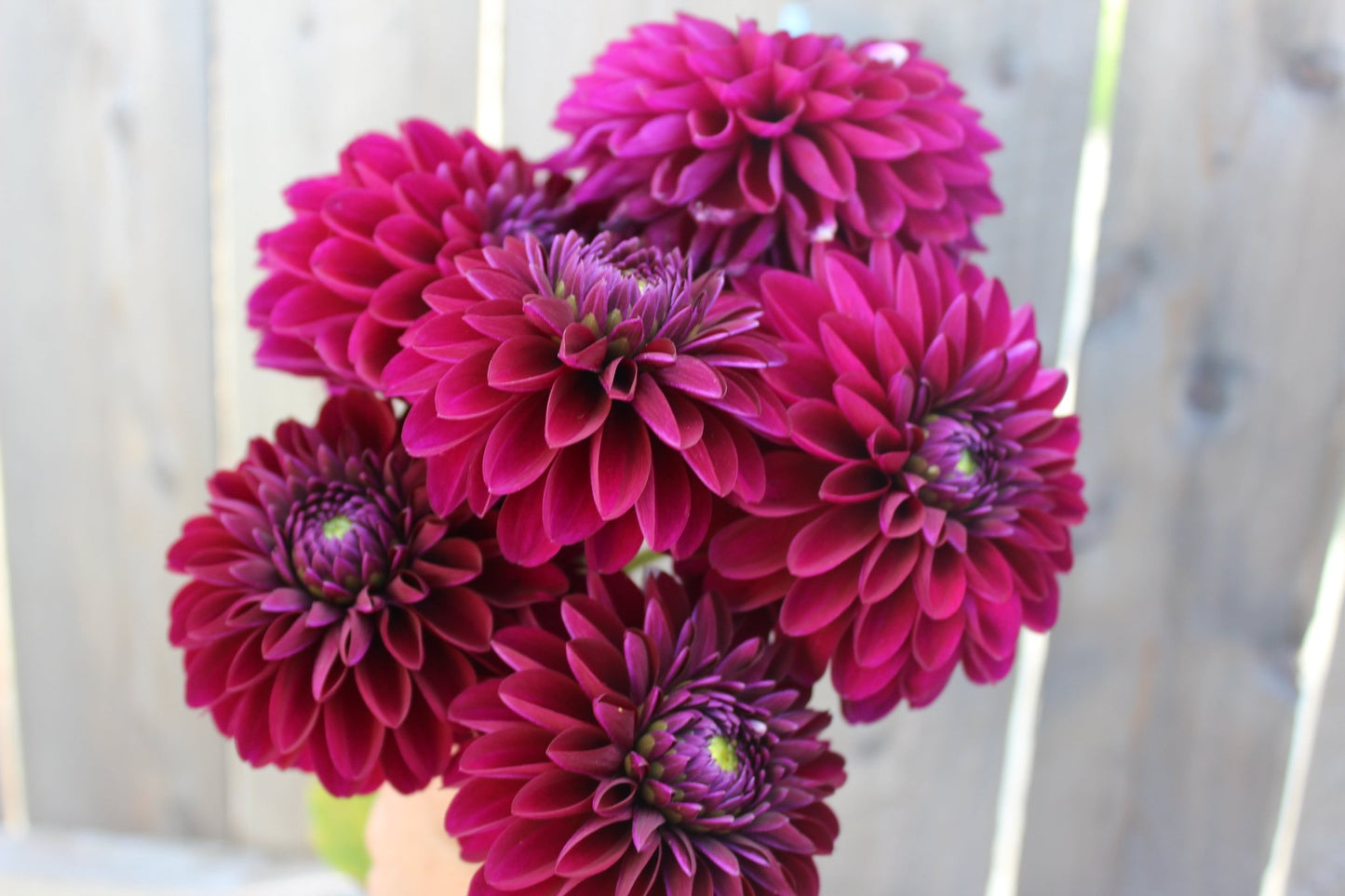 Black Diamond - Freese Flower Farm