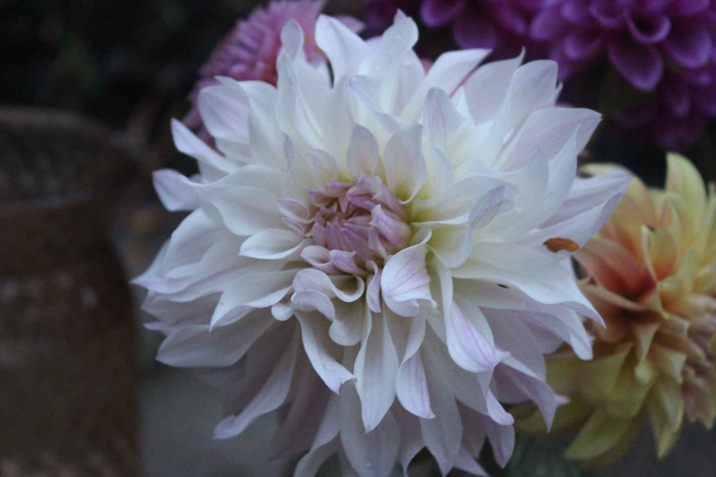 Bloomquist Compare - Freese Flower Farm