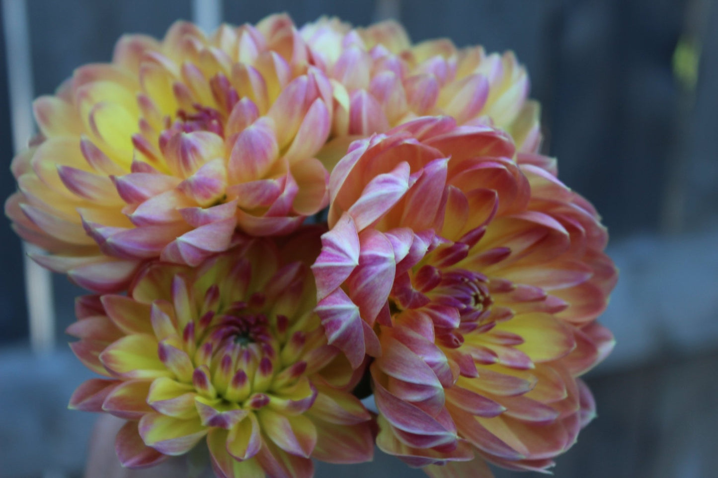 Pam Howden - Freese Flower Farm