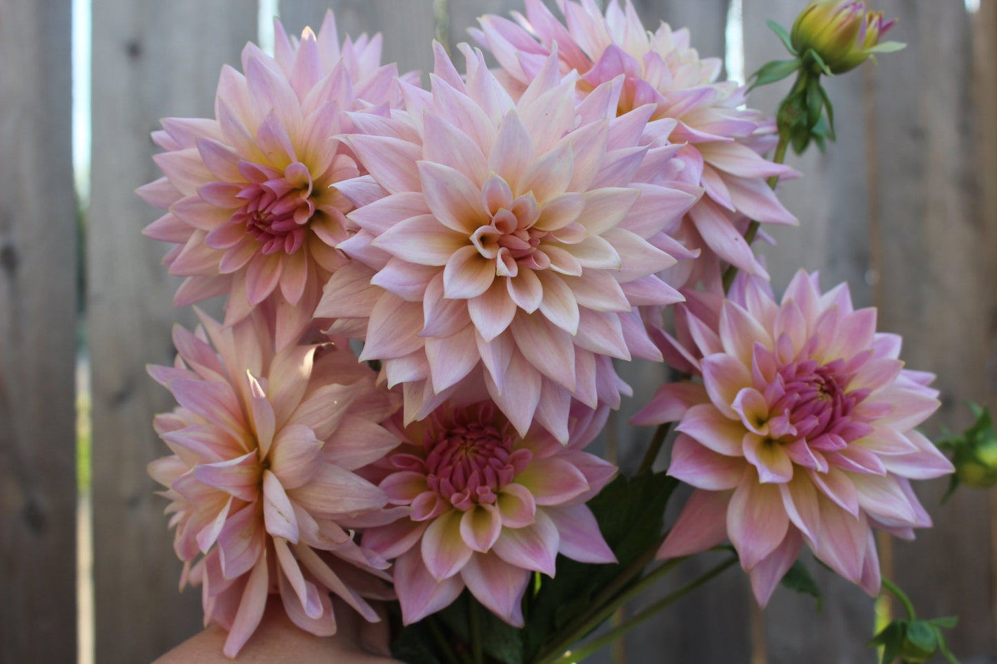 Lee's Grand Budapest - Freese Flower Farm