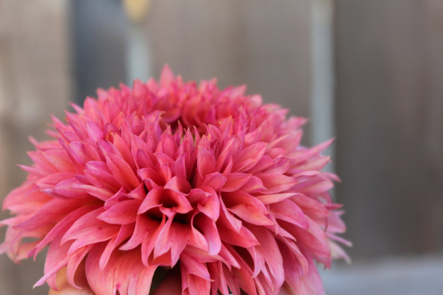 Lee's Strawberry Fizz - Freese Flower Farm