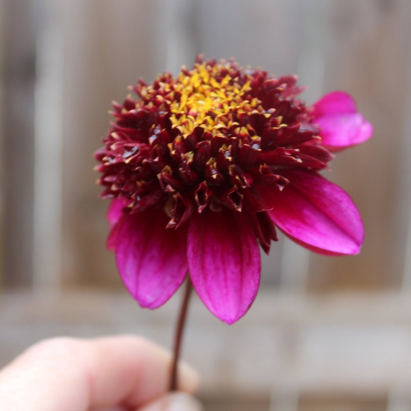 Aubergine - Freese Flower Farm