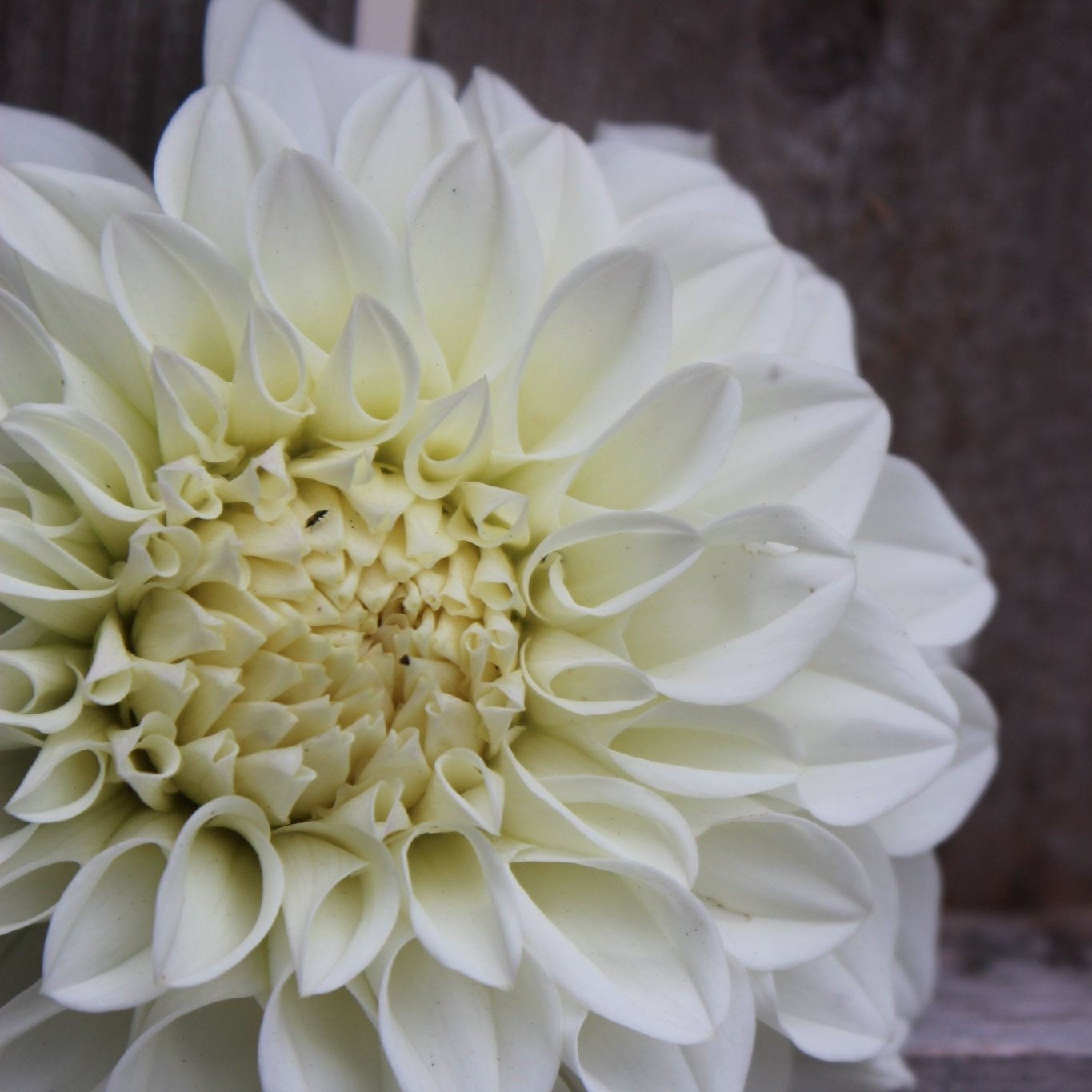 Blizzard - Freese Flower Farm