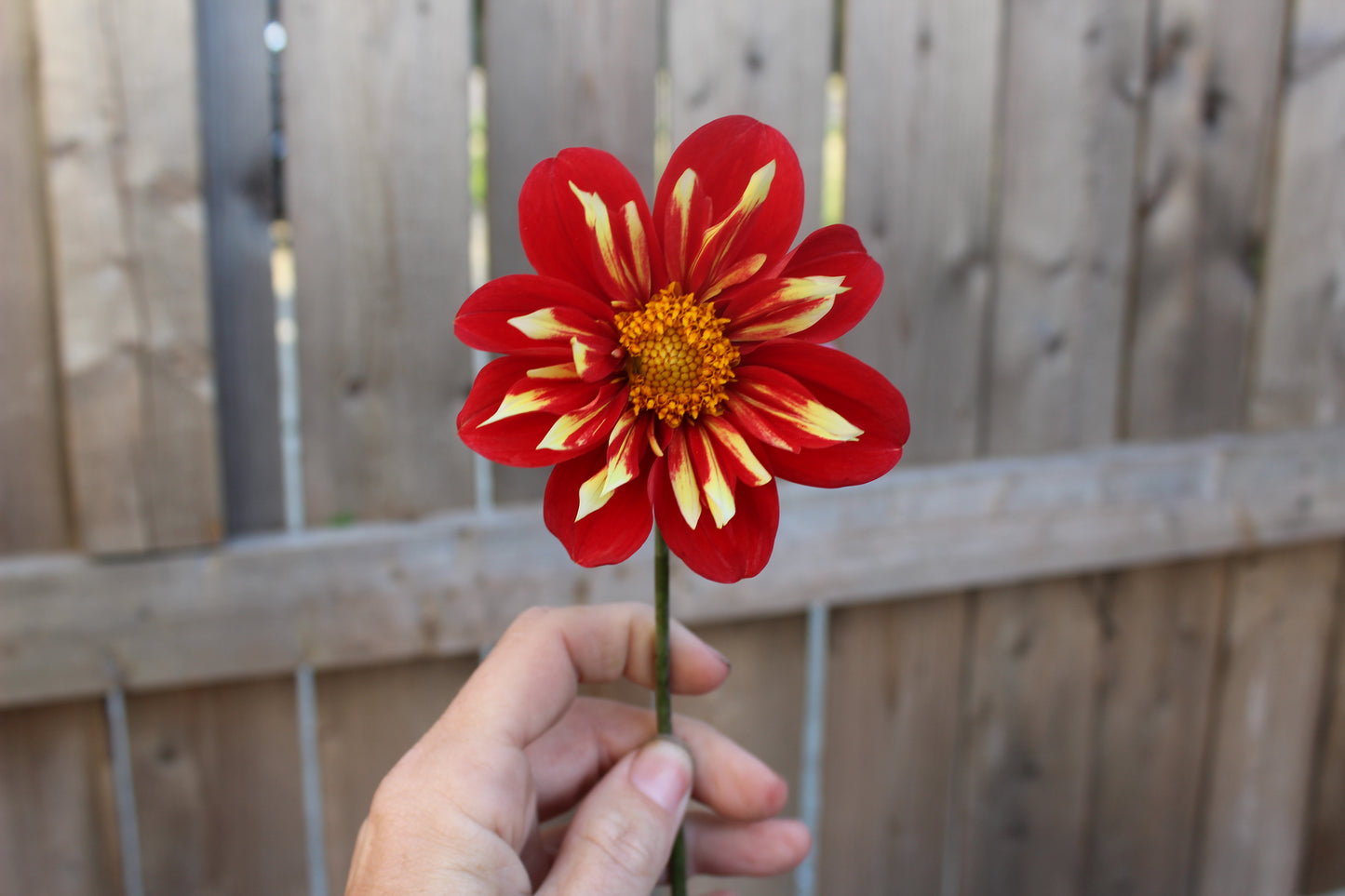 BQ Bouquet