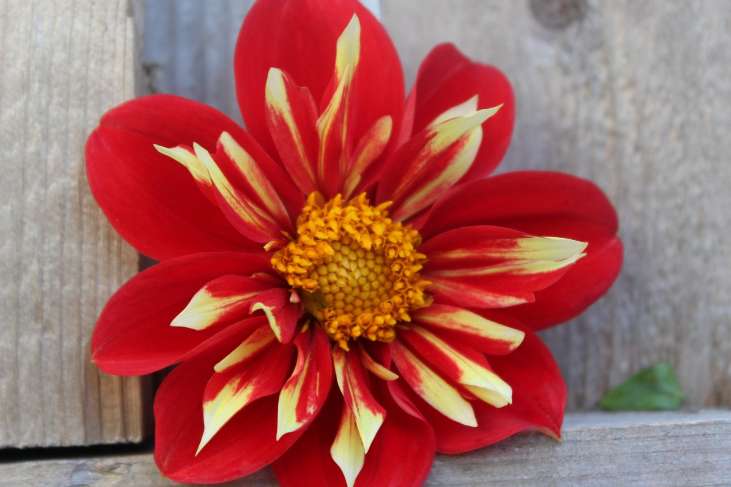 BQ Bouquet - Freese Flower Farm