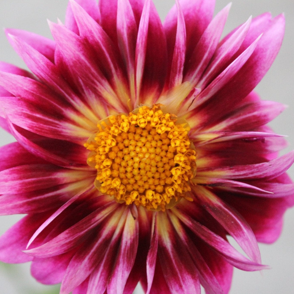 BQ Centurion - Freese Flower Farm