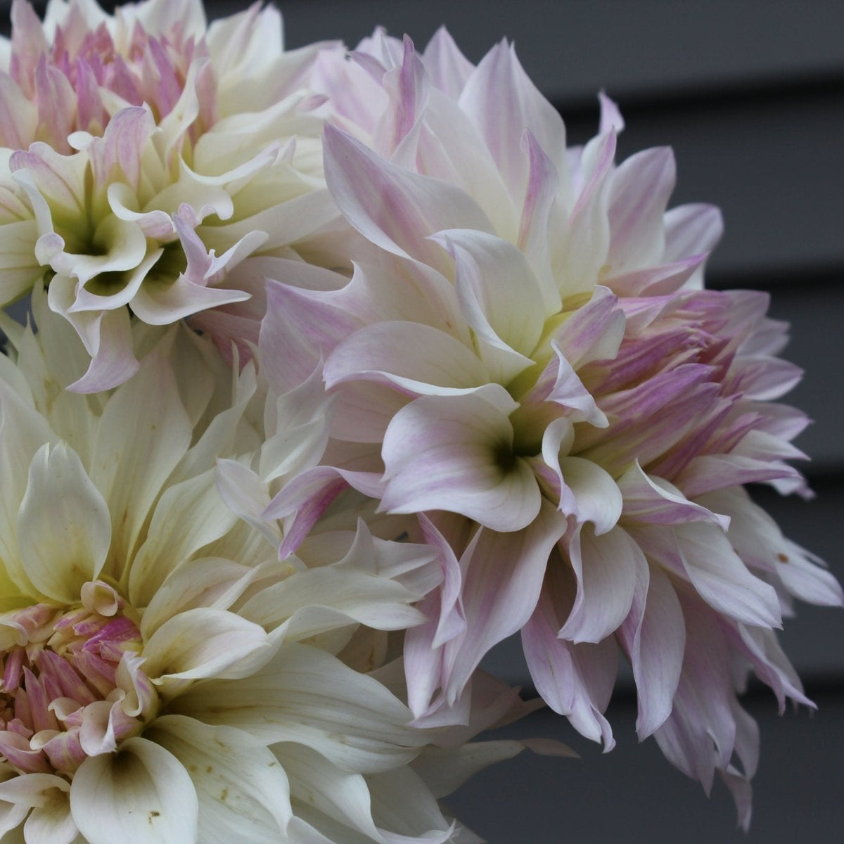 BQ Compare - Freese Flower Farm