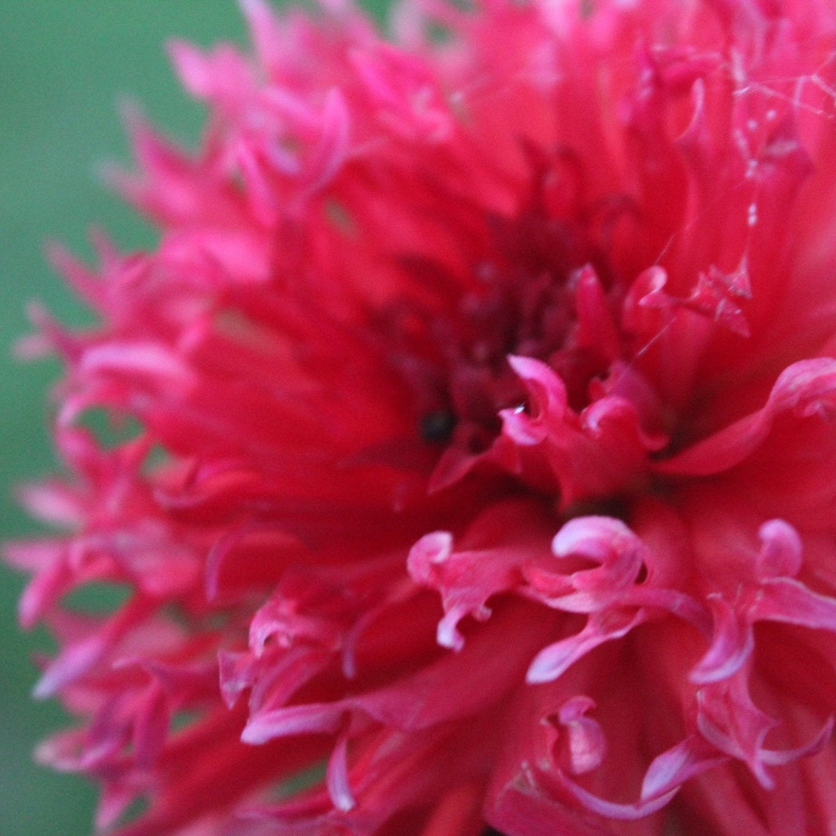 BQ Katie - Freese Flower Farm