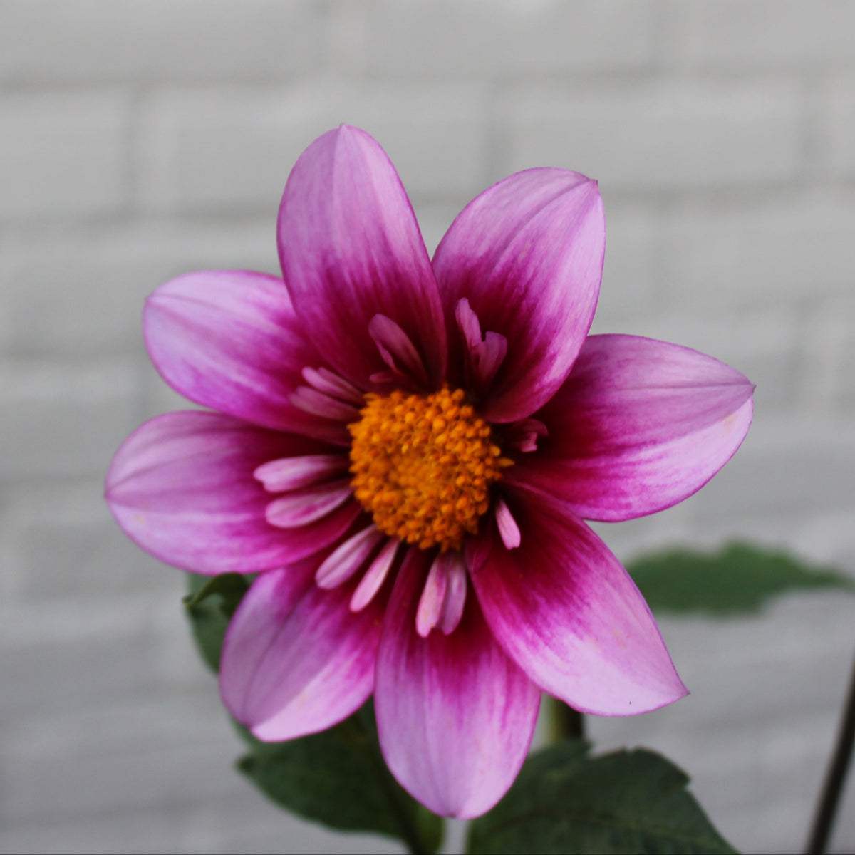 Dahlia seeds, BQ Simple