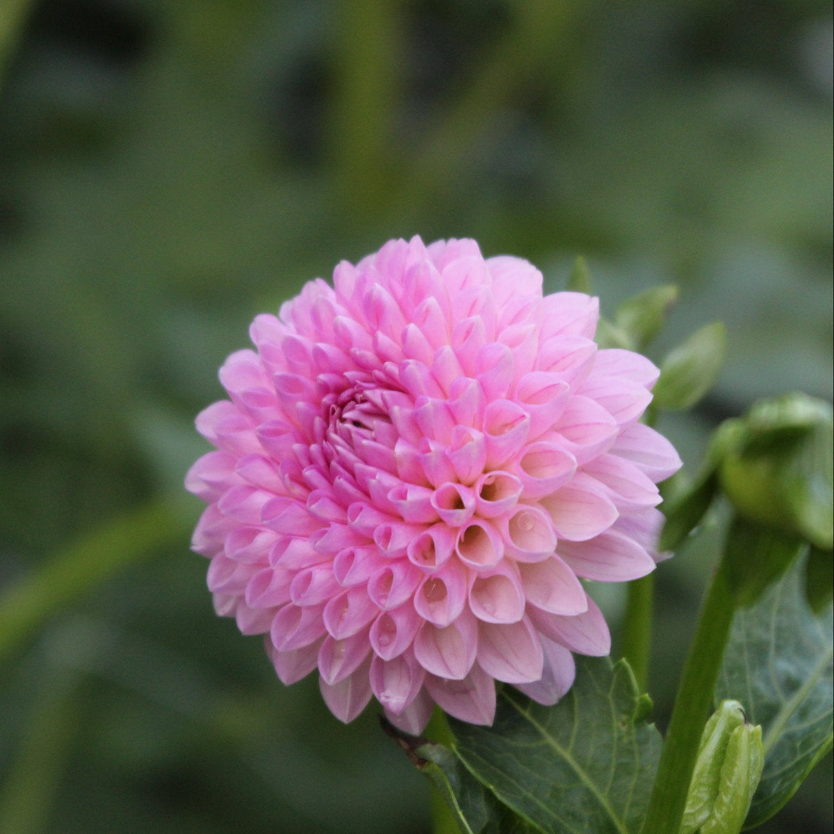 Camano Love - Freese Flower Farm