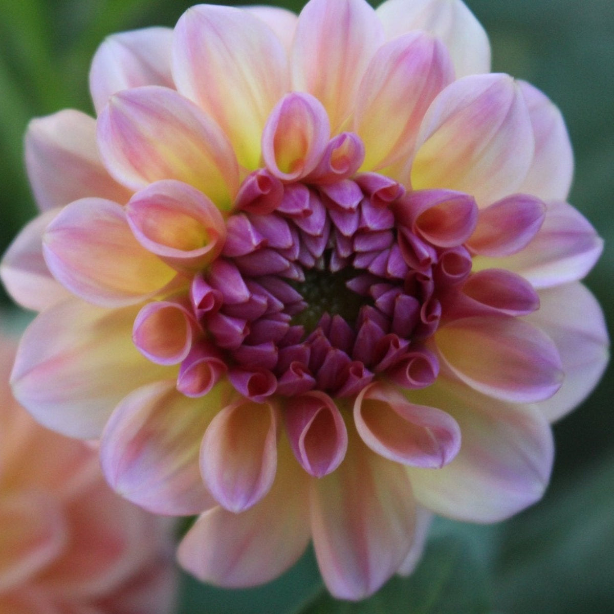 Chewy - Freese Flower Farm