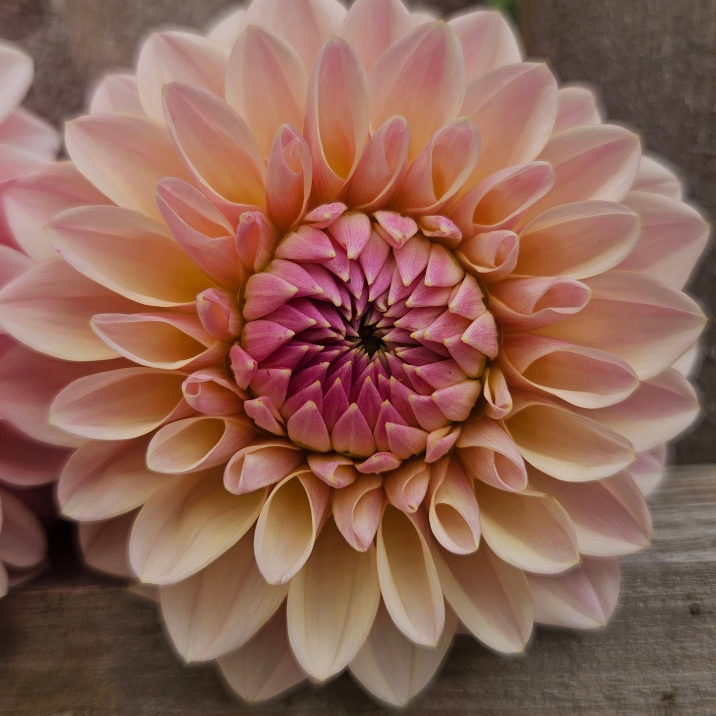 Coralie - Freese Flower Farm