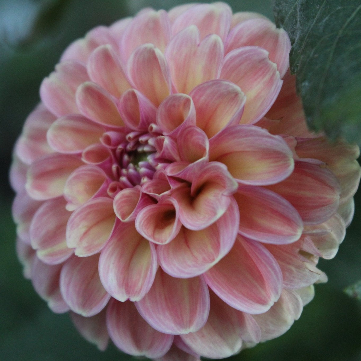 CT Birthday Cake - Freese Flower Farm