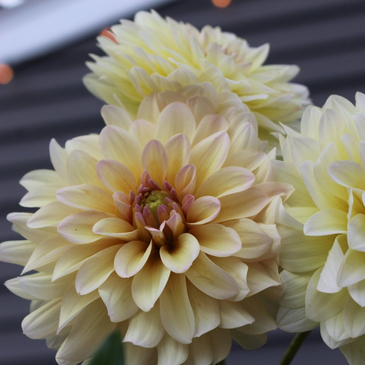 DL The Special - Freese Flower Farm
