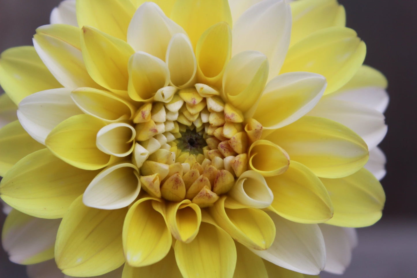 Double Jill - Freese Flower Farm