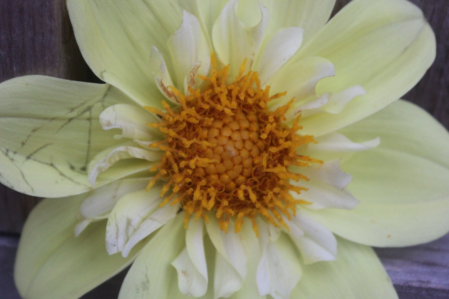 FC Lemon - Freese Flower Farm