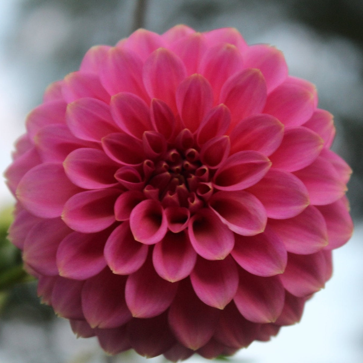 Florelie Flamingo - Freese Flower Farm