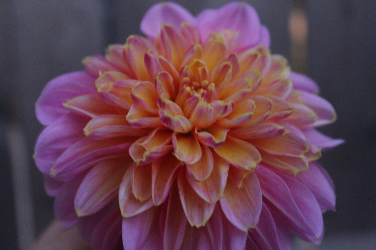 Floorinoor - Freese Flower Farm